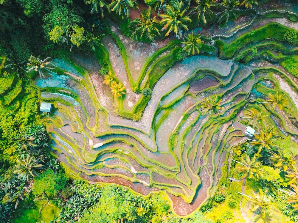 Luftaufnahme von Reisterrassen in einer tropischen Landschaft, die mit GeoAI für eine nachhaltige Wasser- und Anbaubewirtschaftung analysiert werden kann.